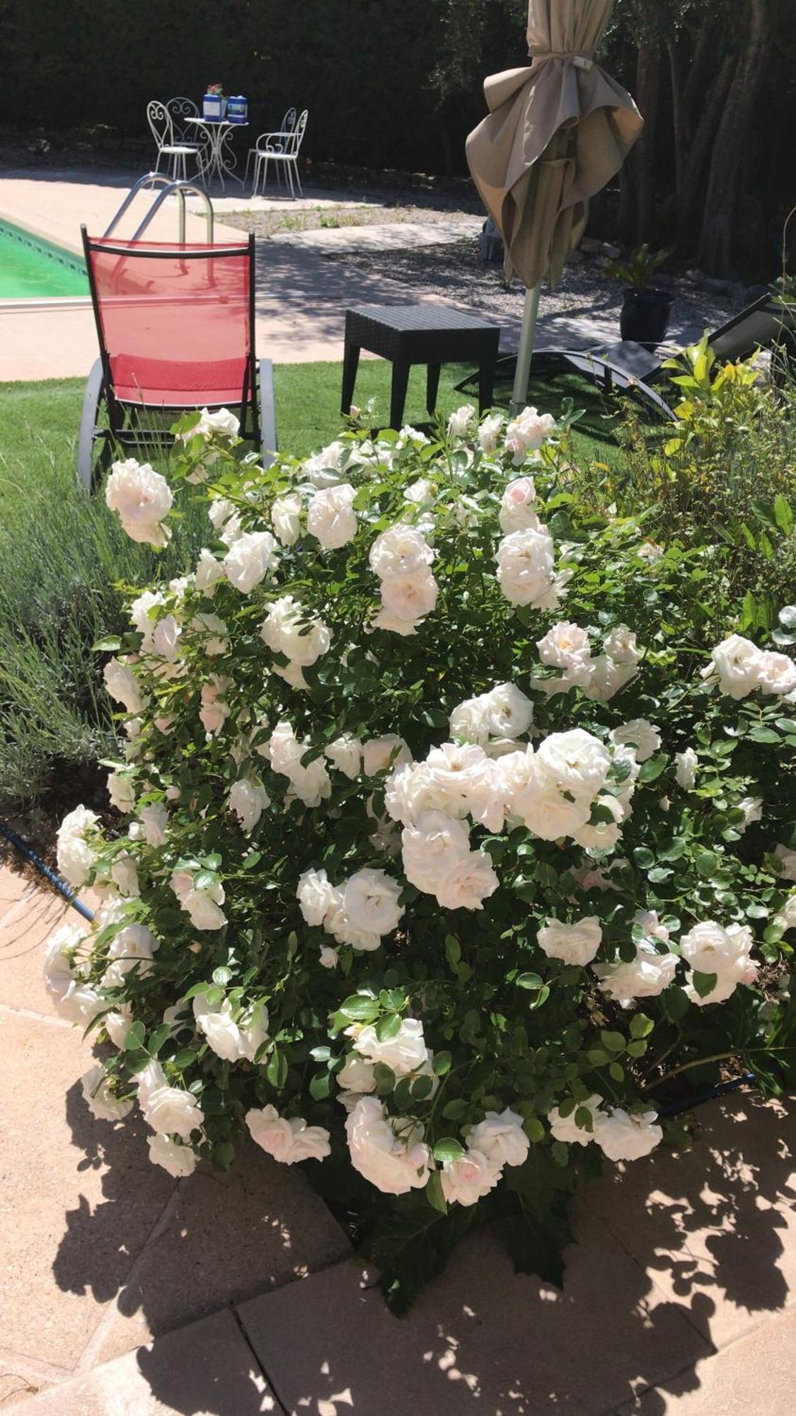 ホテル Le Patio Fleuri ロルグ エクステリア 写真